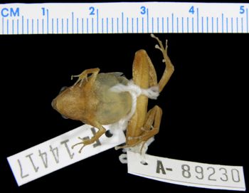Media type: image; Herpetology A-89230